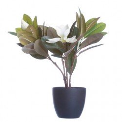 Planta MAGNOLIA blanca 45cm