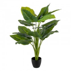 Planta CALA  95cm