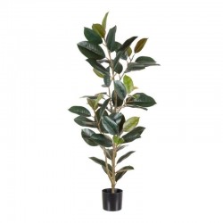Planta FICUS verde oscuro...