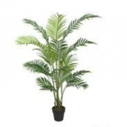 Planta ARECA palmera verde...