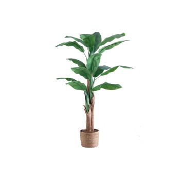 Planta BANANA  180cm