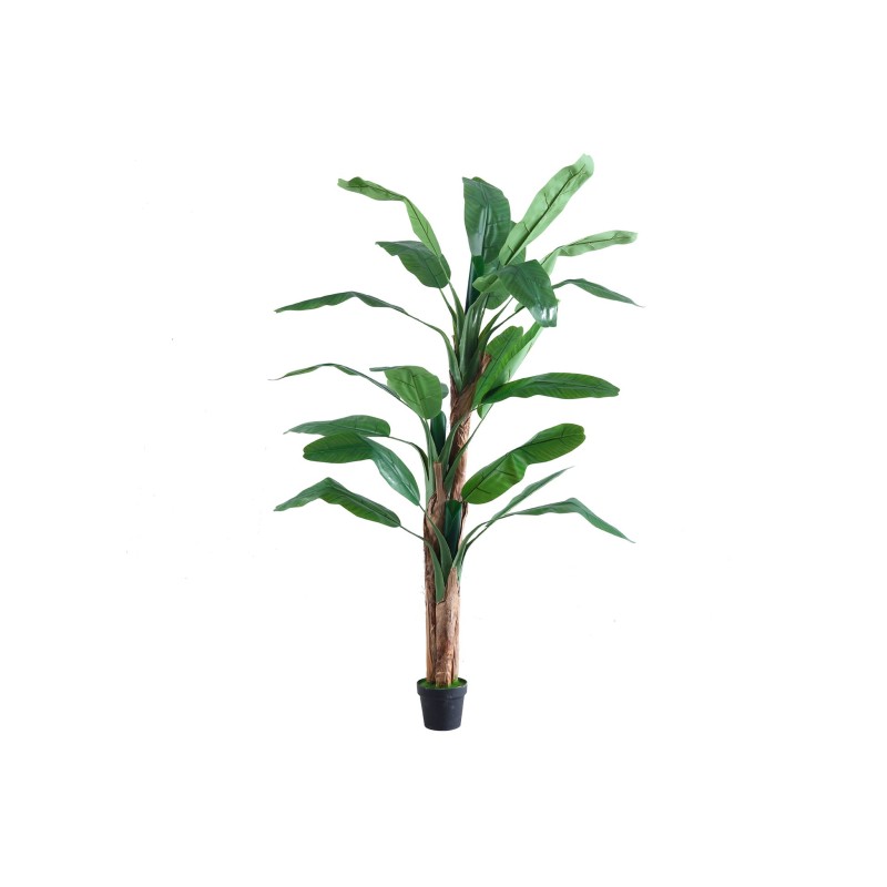 Planta BANANA  150cm