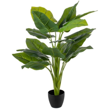 Planta CALA  95cm